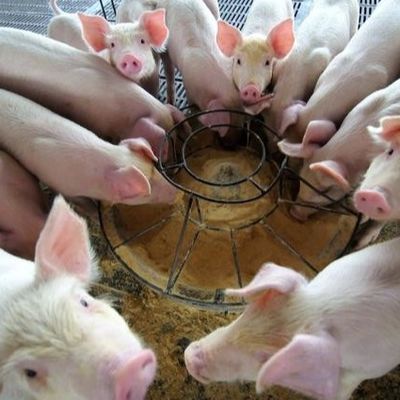 Trockenes Tierfutter-Zusatz-Hämoglobin-Pulver-Körnchen des Pulver-25kg/Bag