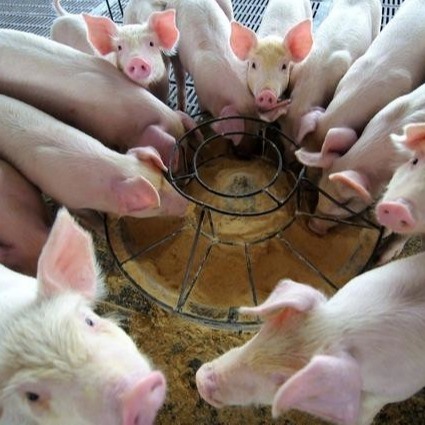 Trockenes Tierfutter-Zusatz-Hämoglobin-Pulver-Körnchen des Pulver-25kg/Bag