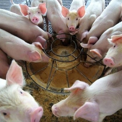 Neuer Typ Duck Plasma Protein Powder Iss A des Zufuhr-Zusatzes in den letzten Jahren steigend, der als hochwertiges erkannt wird